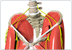 Muscle Strain of the Thigh