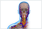 Thoracic Outlet Syndrome